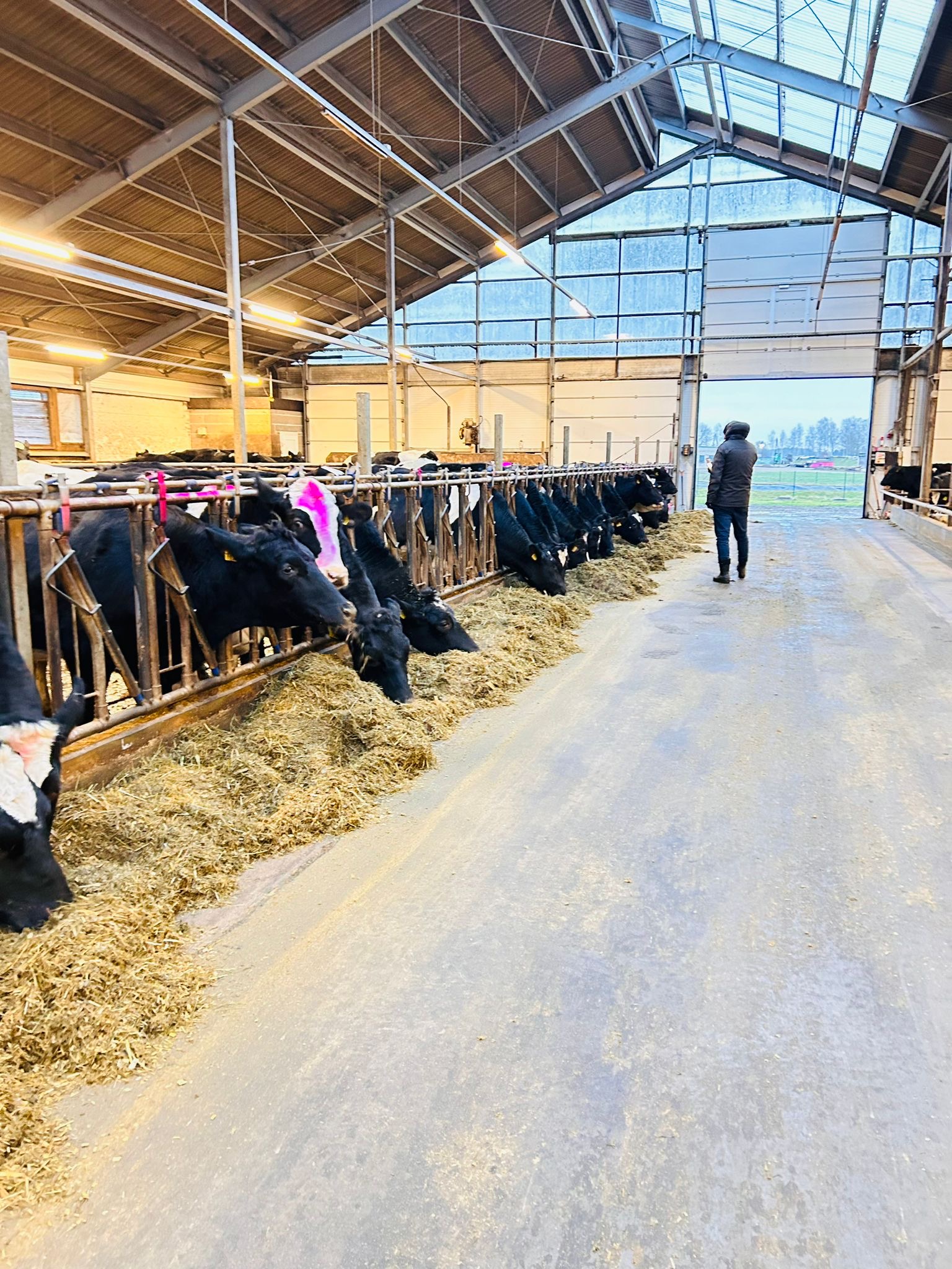 Inspection visit at a cattle farm in Latvia