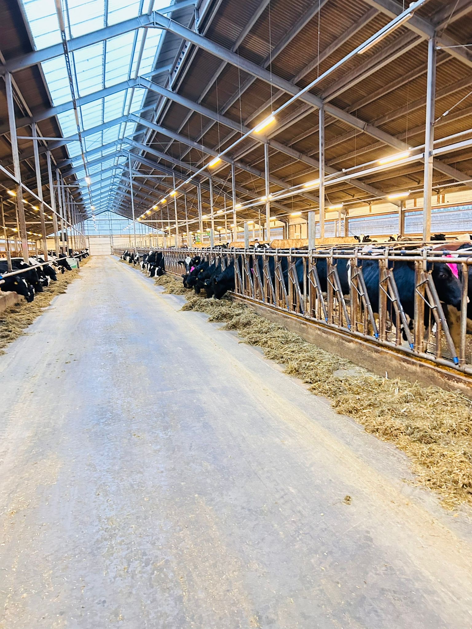Holstein cattle in a modern Latvian farm facility